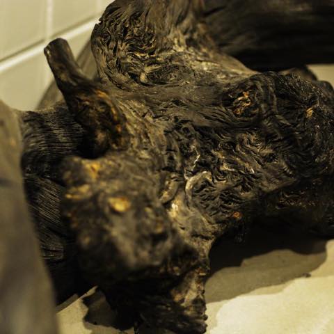 GALLERIA26 | トラットリア クアットロ マーニ82